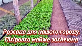 :    . ϳ  