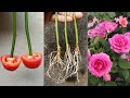 Propagate roses from cuttings with tomato | How to grow rose plant from cutting | Growing rose plant