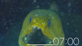 7 Minute Timer - Animals (Soft Background Music)