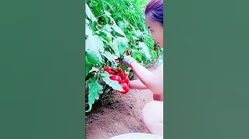 Smart technique for harvesting tomatoes using simple tools #farming #agriculture #harvest #shorts