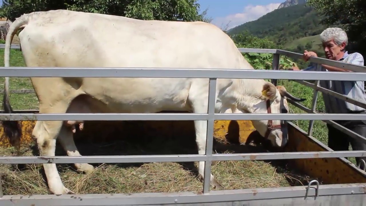 Donacija krave porodici Muric (Rozaje)