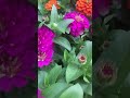 Zinnia