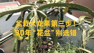 盆栽火龍果的關鍵步驟！30年經驗教你挑對花盆
