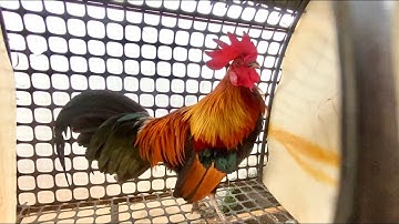 Saib qaib dib do caj dab