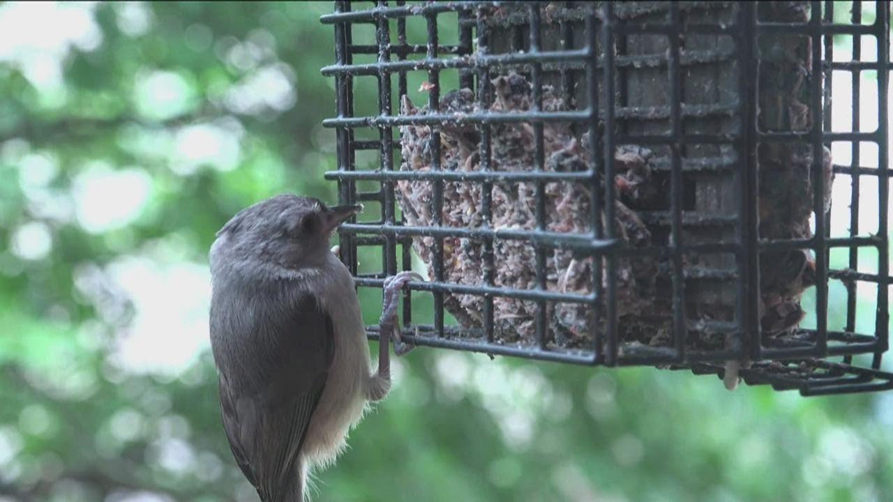 Fish and Game urges removal of backyard bird feeders