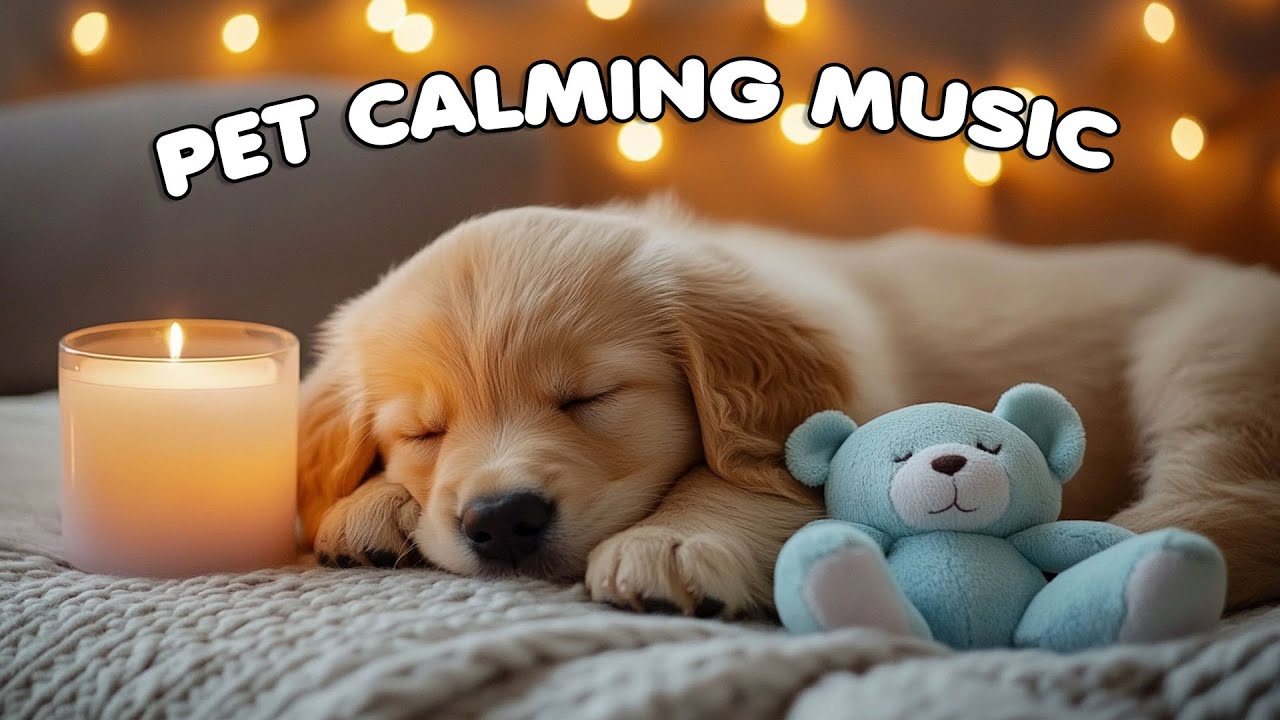 12 Hours of Relaxing music for dogs💖🐶Anti separation anxiety relief🐶🎵 Pet Music Deep Sleep🐶