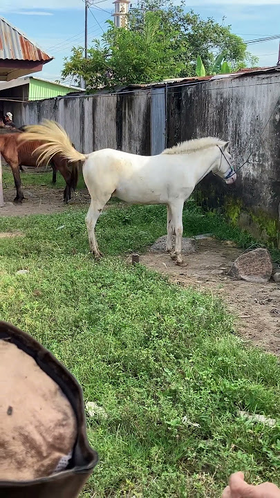 KUDA PUTIH BANYAK YANG LIRIK #pasarkuda #horse #kudacikunir