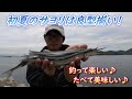 初夏のサヨリは良型揃い！釣って楽しい♪食べておいしい♪