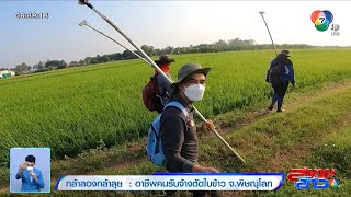 อาชีพคนรับจ้างตัดใบข้าว จ.พิษณุโลก ตอน 1 | กล้าลองกล้าลุย