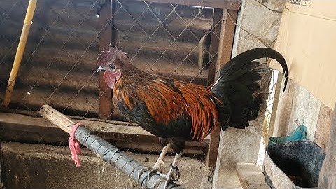 ep 04 lo saib tu qaib dib dub ua ke. li no ma thiaj dub tiag nawb. ไก่ต่อ สายดำ