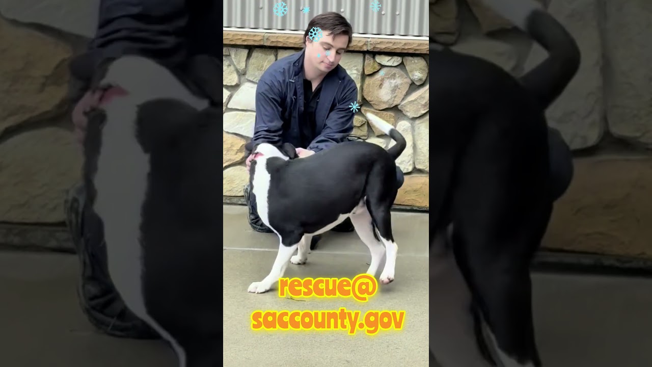 🏒STANLEY pittie boy NEEDS OUT by 1/2/26 @ 5pm!! 🏒 Bradshaw Shelter Sacramento, CA