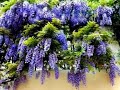 INILAH!! 6 Cara Menanam Bunga Wisteria di Tanah dan di Kapas - INILAH!! 6 Cara Menanam Bunga Wisteria di Tanah dan di Kapas