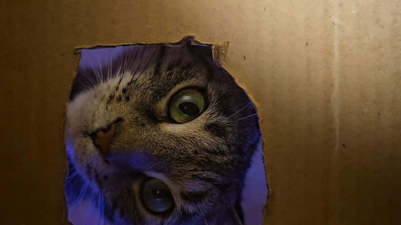 Maynard the Cat peeks inside!