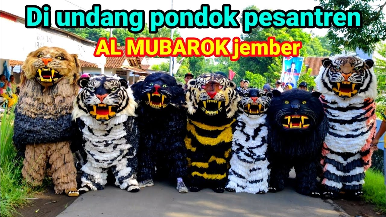 Can macanan singo Raung cilik di undang pondok pesantren Al MUBAROK Pace jember
