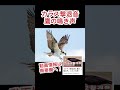 鷹の鳴き声、スズメ対策やハチドリ対策にも! #shorts #hawk #カラス対策
