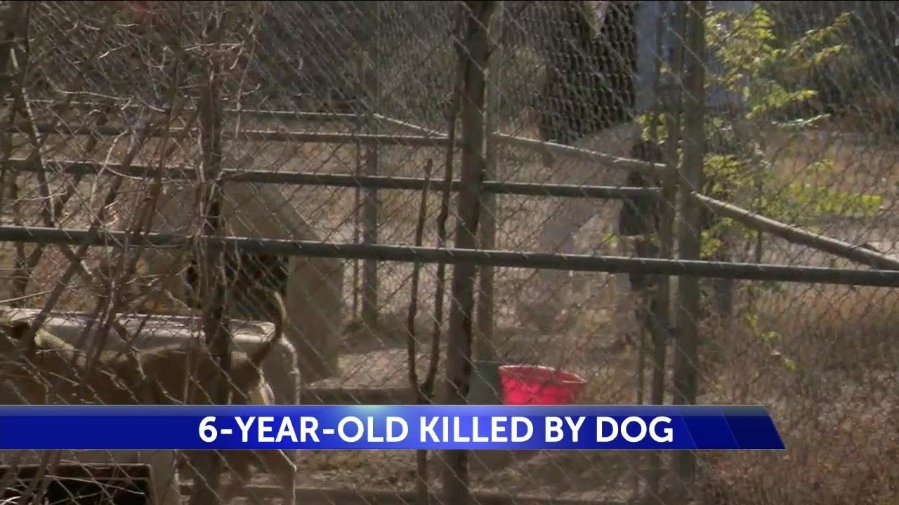 6yearold boy killed by dog YouTube