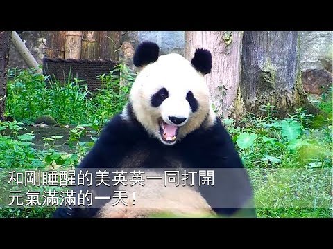 《熊貓早晚安》剛睡醒的英英詮釋什麼叫熊美，連打哈欠也是美的！ | iPanda