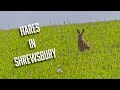 Hares in Shrewsbury