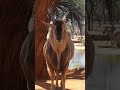 Eland Bull Stare-down!