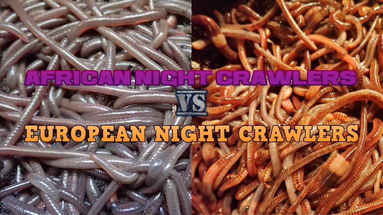 The Difference Between African And European Night Crawlers 