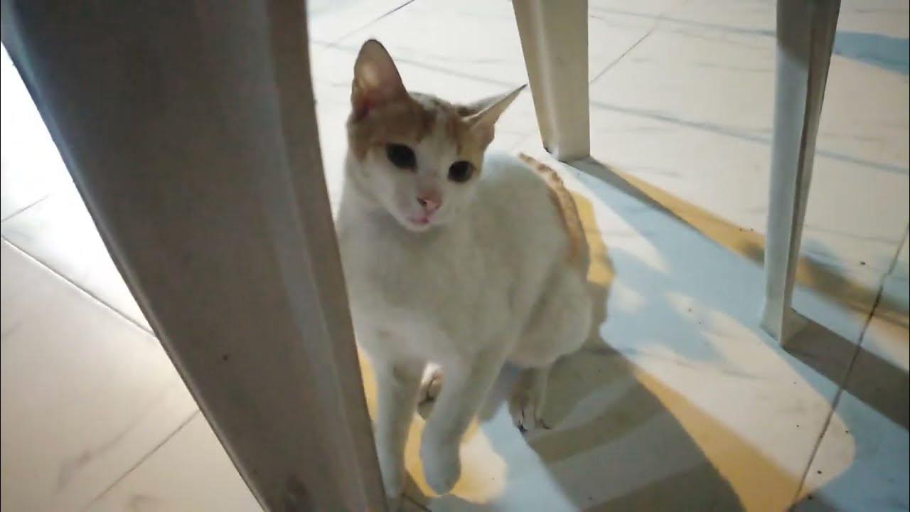 When stray cat comes to your home for the first time Meowing Minutes