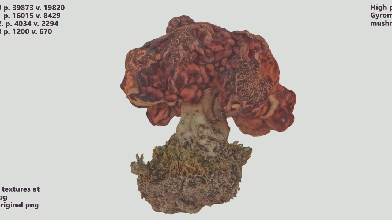 Gyromitra II
