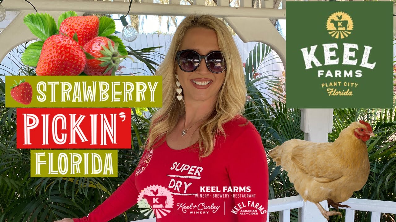 STRAWBERRY PICKING AT KEEL FARM AND CURLEY WINE IN PLANT CITY, FLORIDA