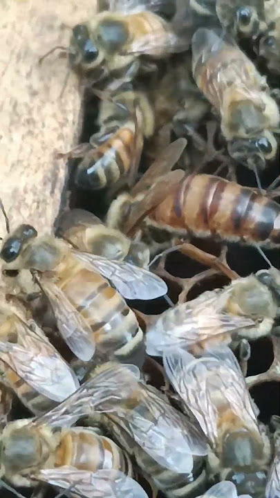 #beefeater #bee #remix #saveourbees