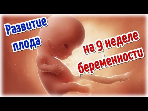 9 Недель Беременности Фото Плода