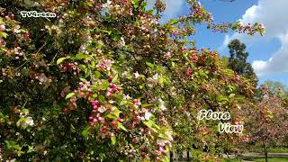 CameraTalk: Hawthorn Vibes