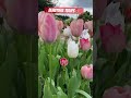 Our Tulips in our Garden 🌷🌷🌷