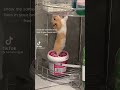 Join the hamster gang with epic voice acting skills! #hamster