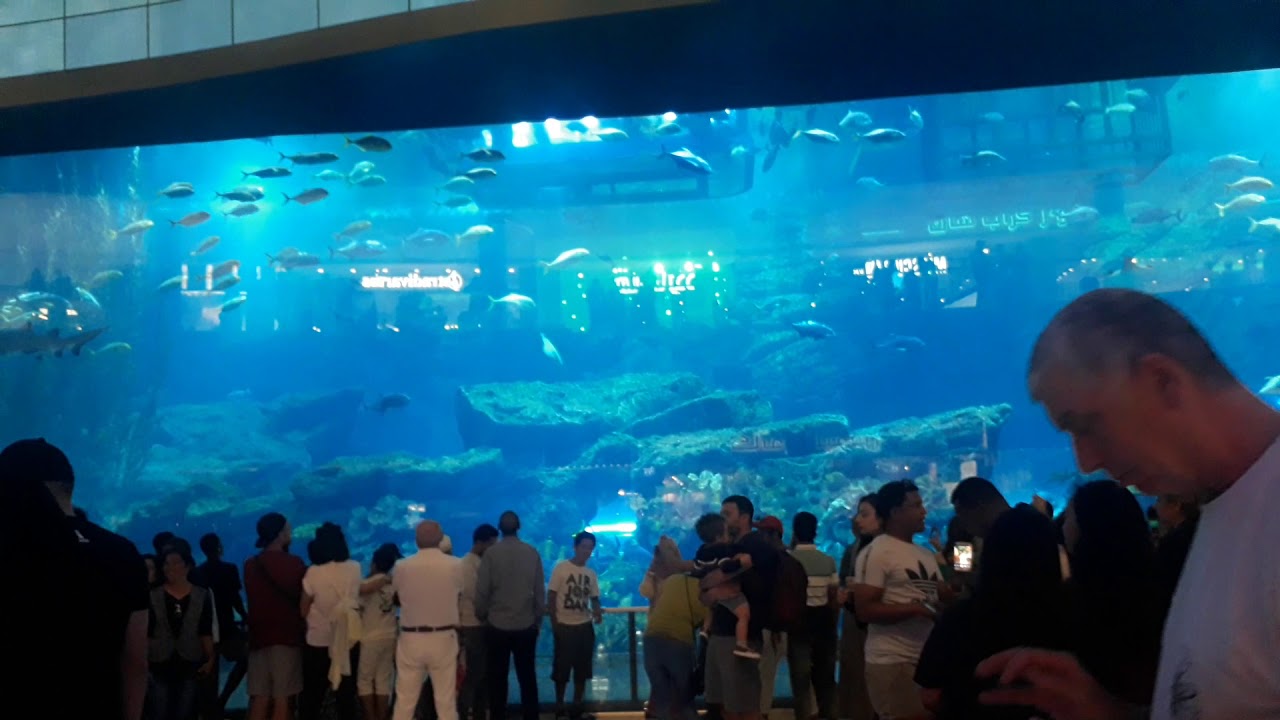 BIG Aquarium. YouTube