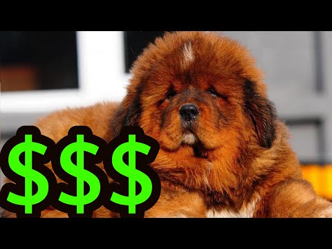 Most Expensive Dog In The World | Tibetan Mastiff Puppy | $ 2 Million Dollars