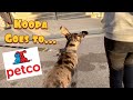 Our Great Dane Puppy KOOPA goes to Petco for the first time!