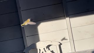 Asmr Winter Hummingbird December 21 2022 215Pm 4K Flying In The Air Action Love Nature