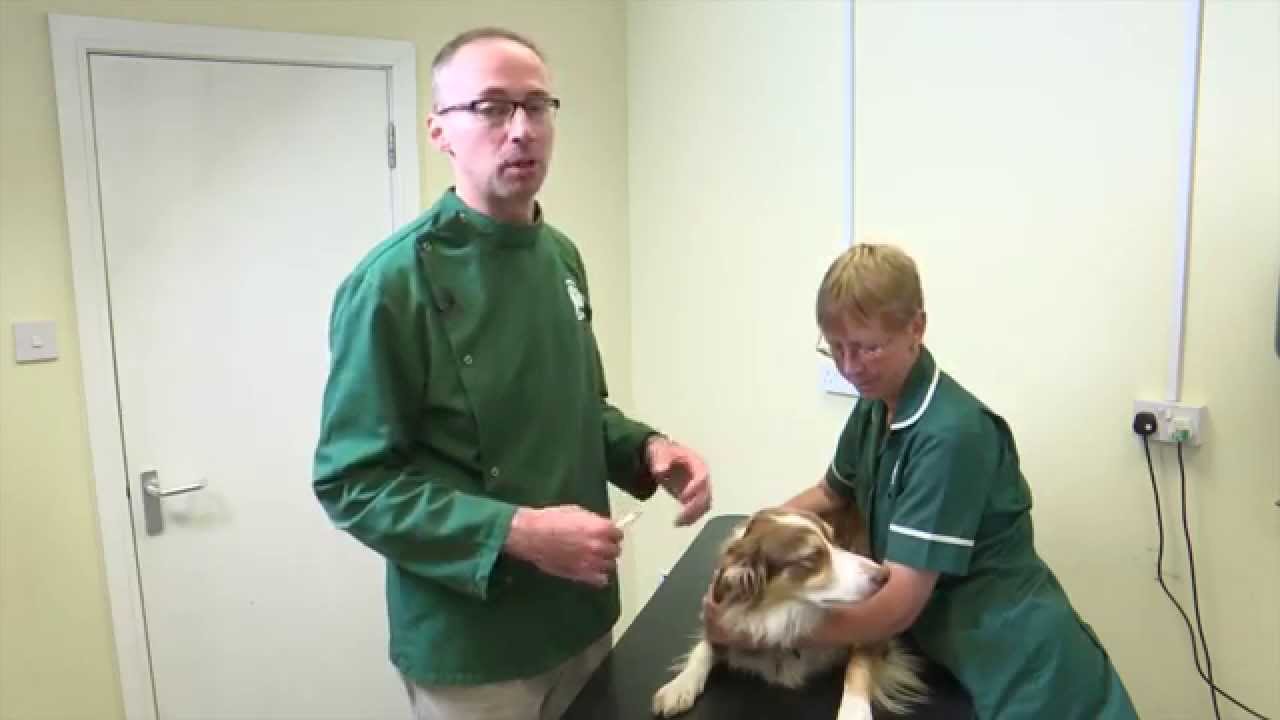 Pet Care Tips- How to give a liquid medication to your dog