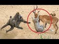 Hayvanların Hayatını Kurtaran 5 Hayvan - YouTube