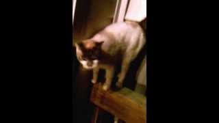 Famous Dusty, not normal Profile