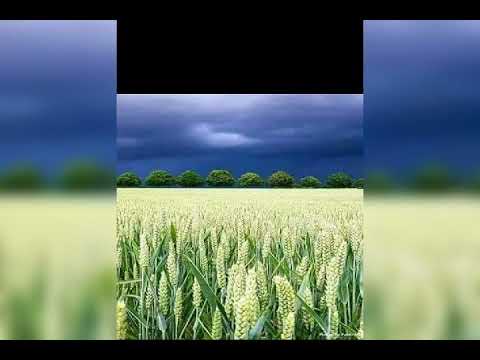 Jituu Oromiyaa Jituu Dararii Biyyaa Ko Bagumaa Ko Tatee Bakaa Dhalotaa Ko