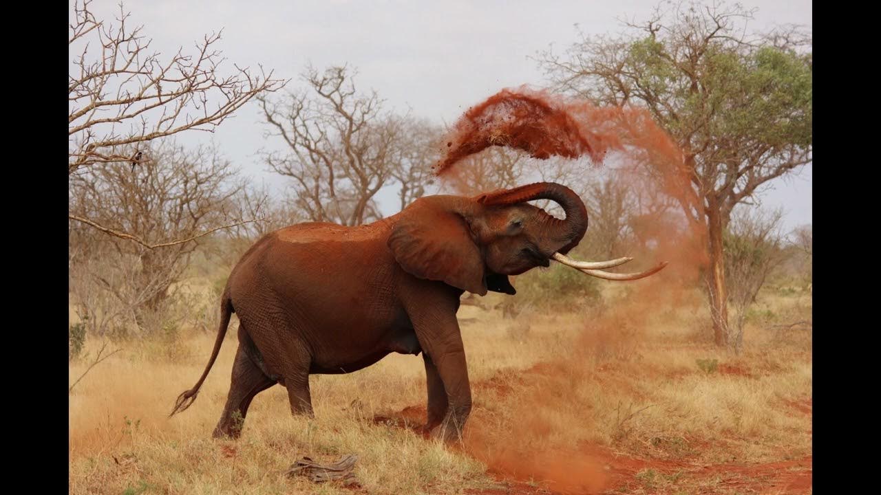 Elephant Trumpets (SOUND EFFECT) YouTube