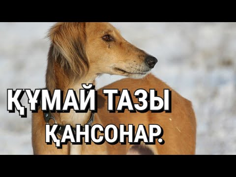 Бейне: Өнімді құмай тли