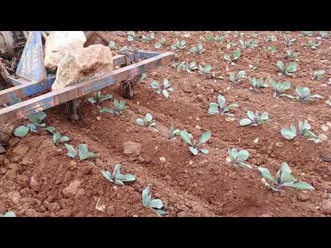 Video: Lahana Gübre İhtiyaçları – Lahananın Bahçede Gübrelenmesi