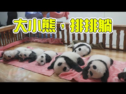 《熊貓早晚安》誰想當熊貓收納整理員？ | iPanda熊貓頻道