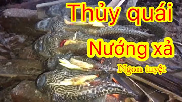 Nướng thủy quái ăn phê nòi luôn(cá lau kính) cá dọn bể