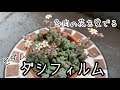 多肉の花【セダム・ダシフィルム】