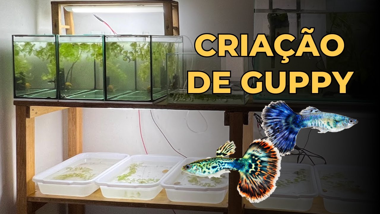 CRIAÇÃO DE GUPPY DE LINHAGEM EM CASA - ESTANTE NOVA