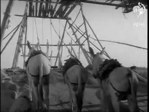 إخراج الماء من البئر بالسواني البصرة 1952 م
