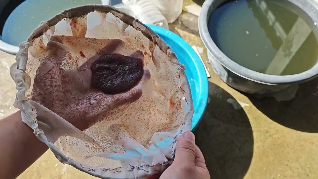 EP.24 เลี้ยงไรแดงน้ำใสต่อด้วยน้ำเขียวแบบจบจบ