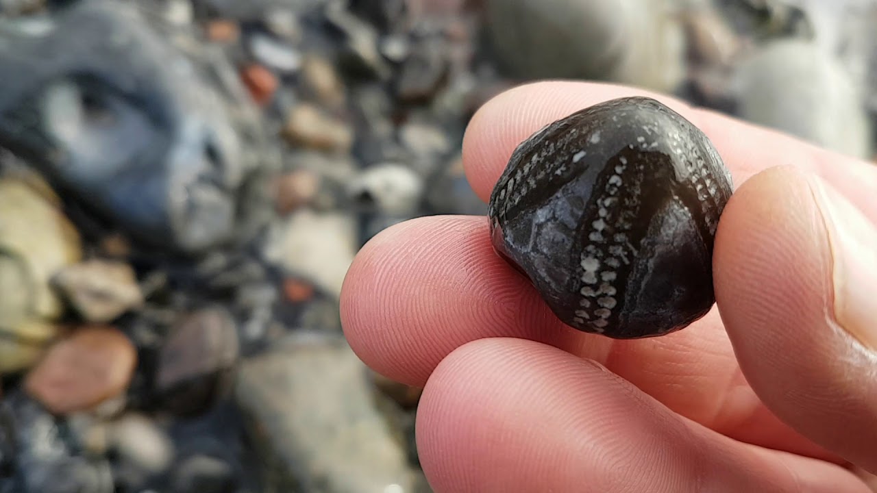 Versteinerter Seeigel an der Ostsee